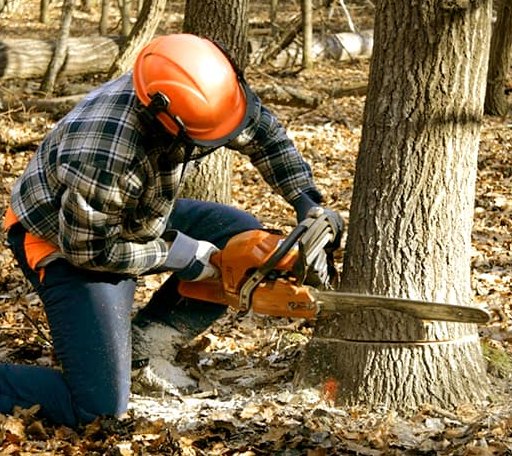 Tree Removal in Dorrance, KS